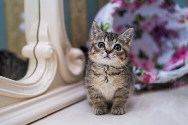 yavru kedi kedi İskoç düz, gevşek kabarık, hayvan cimcime