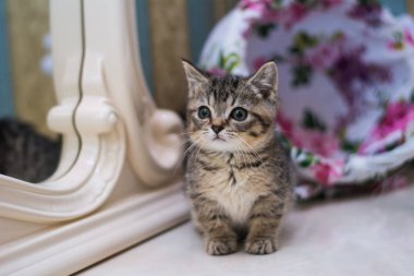 yavru kedi kedi İskoç düz, gevşek kabarık, hayvan cimcime