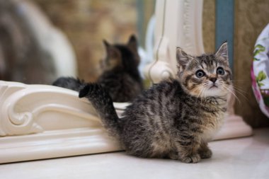 yavru kedi kedi İskoç düz, gevşek kabarık, hayvan cimcime