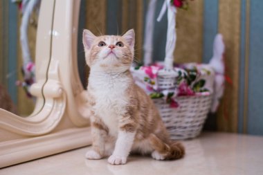 yavru kedi kedi İskoç düz, gevşek kabarık, hayvan cimcime