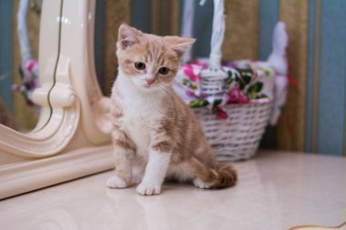 yavru kedi kedi İskoç düz, gevşek kabarık, hayvan cimcime