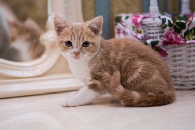 yavru kedi kedi İskoç düz, gevşek kabarık, hayvan cimcime