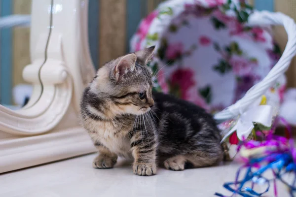 Kätzchen Katze Schottisch Gerade Locker Flauschig Tiermundstück — Stockfoto