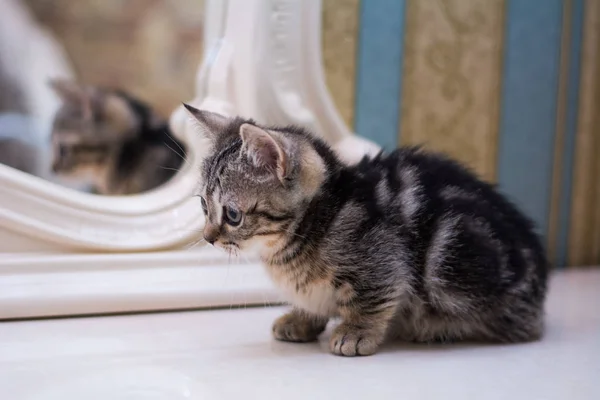 Yavru Kedi Kedi Skoç Düz Gevşek Kabarık Hayvan Cimcime — Stok fotoğraf