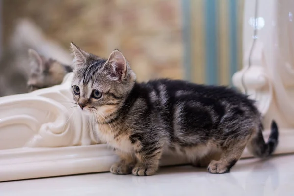 Kätzchen Katze Schottisch Gerade Locker Flauschig Tiermundstück — Stockfoto
