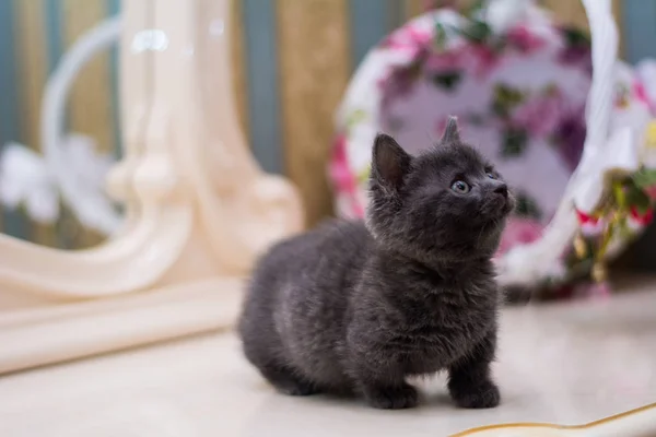 Kätzchen Katze Schottisch Gerade Locker Flauschig Tiermundstück — Stockfoto