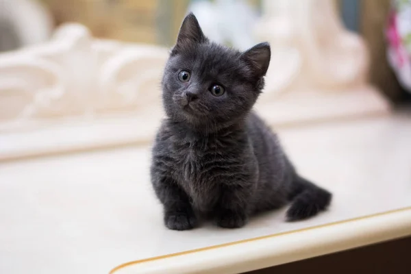 Kitten Cat Scottish Straight Loose Fluffy Animal Munchkin — Stock Photo, Image