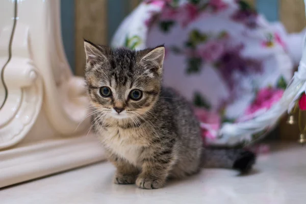 Kattunge Katt Skotska Raka Löst Fluffig Djur Munchkin — Stockfoto