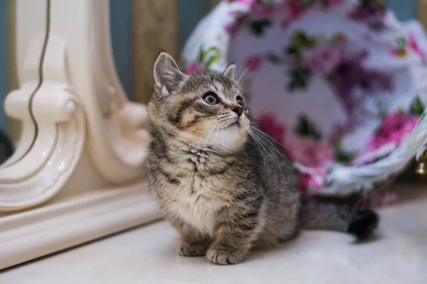 Yavru Kedi Kedi Skoç Düz Gevşek Kabarık Hayvan Cimcime — Stok fotoğraf