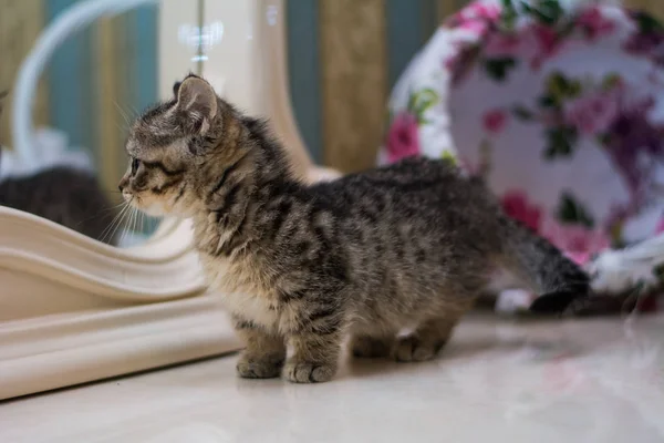 yavru kedi kedi İskoç düz, gevşek kabarık, hayvan cimcime