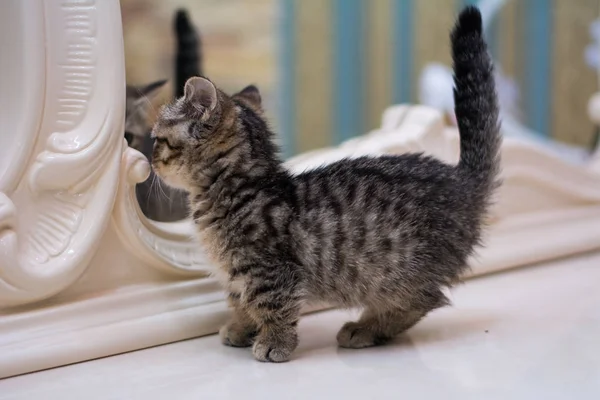 yavru kedi kedi İskoç düz, gevşek kabarık, hayvan cimcime