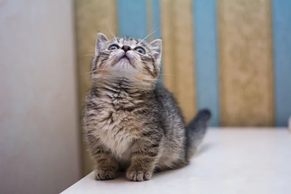 Yavru Kedi Kedi Skoç Düz Gevşek Kabarık Hayvan Cimcime — Stok fotoğraf