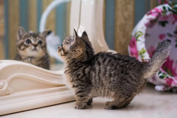 Kitten Kat Scottish Straight Losse Pluizige Dierlijke Munchkin — Stockfoto