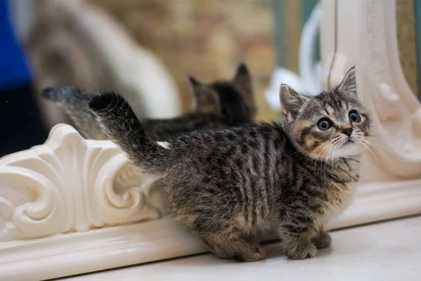 yavru kedi kedi İskoç düz, gevşek kabarık, hayvan cimcime