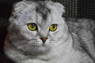 yavru kedi kedi İskoç düz, gevşek kabarık, hayvan cimcime