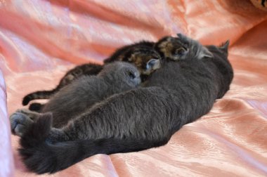 yavru kedi kedi İskoç düz, gevşek kabarık, hayvan cimcime