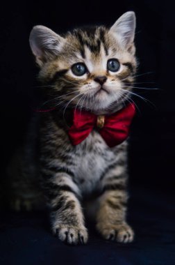 yavru kedi kedi İskoç düz, gevşek kabarık, hayvan cimcime