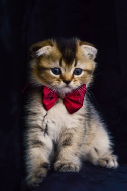 yavru kedi kedi İskoç düz, gevşek kabarık, hayvan cimcime