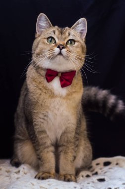 yavru kedi kedi İskoç düz, gevşek kabarık, hayvan cimcime