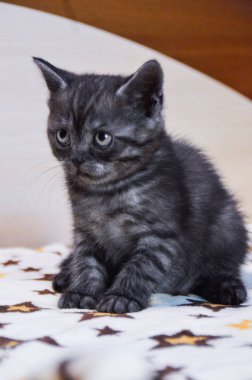 yavru kedi kedi İskoç düz, gevşek kabarık, hayvan cimcime