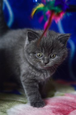 yavru kedi kedi İskoç düz, gevşek kabarık, hayvan cimcime