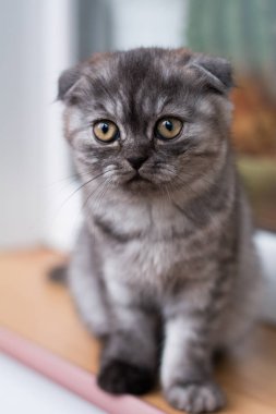 yavru kedi kedi İskoç düz, gevşek kabarık, hayvan cimcime