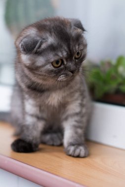 yavru kedi kedi İskoç düz, gevşek kabarık, hayvan cimcime