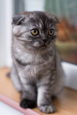 yavru kedi kedi İskoç düz, gevşek kabarık, hayvan cimcime