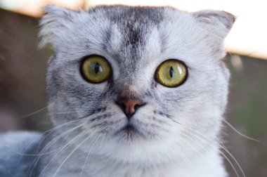 yavru kedi kedi İskoç düz, gevşek kabarık, hayvan cimcime