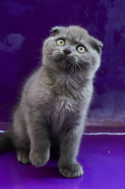 yavru kedi kedi İskoç düz, gevşek kabarık, hayvan cimcime