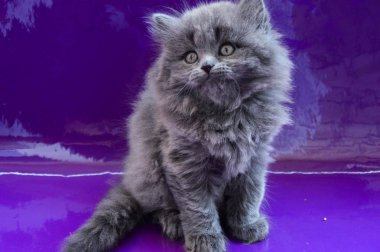 yavru kedi kedi İskoç düz, gevşek kabarık, hayvan cimcime