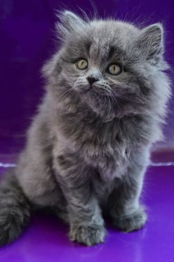 yavru kedi kedi İskoç düz, gevşek kabarık, hayvan cimcime