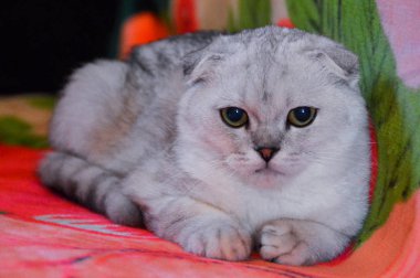 yavru kedi kedi İskoç düz, gevşek kabarık, hayvan cimcime