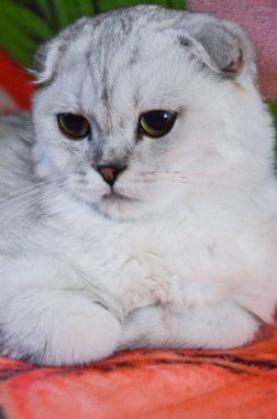 yavru kedi kedi İskoç düz, gevşek kabarık, hayvan cimcime