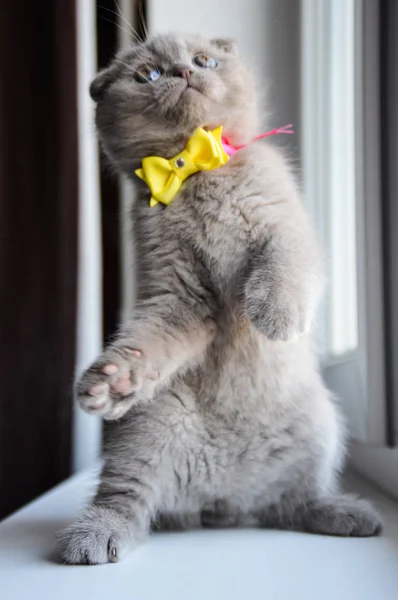 Kitten Kat Scottish Straight Losse Pluizige Dierlijke Munchkin — Stockfoto