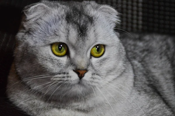 Kätzchen Katze Schottisch Gerade Locker Flauschig Tiermundstück — Stockfoto