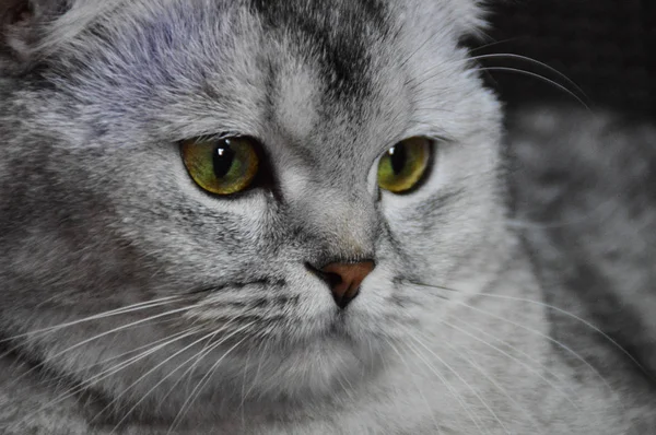 Kotek Kot Szkocki Prosto Luźne Puszyste Zwierząt Munchkin — Zdjęcie stockowe