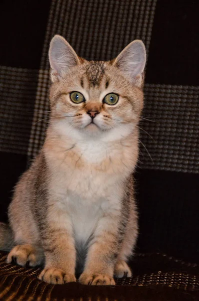 Kattunge Katt Skotska Raka Löst Fluffig Djur Munchkin — Stockfoto