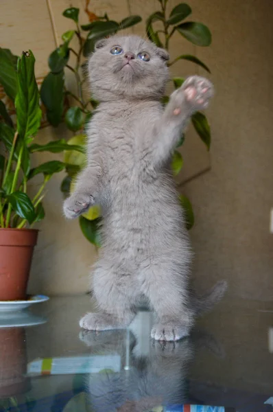 Kattunge Katt Skotska Raka Löst Fluffig Djur Munchkin — Stockfoto