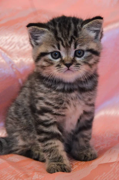 Gatito Gato Escocés Recta Suelto Mullido Animal Munchkin — Foto de Stock