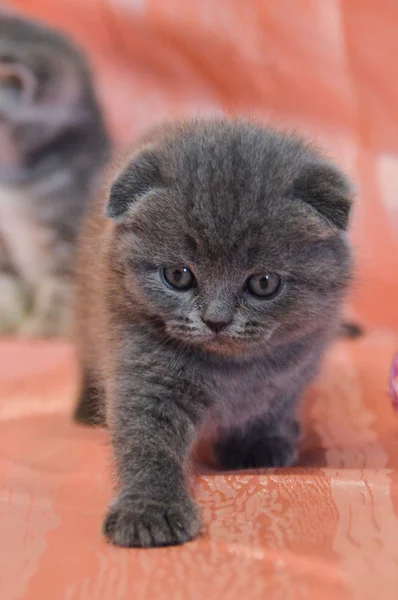 Yavru Kedi Kedi Skoç Düz Gevşek Kabarık Hayvan Cimcime — Stok fotoğraf