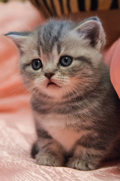 Gatito Gato Escocés Recta Suelto Mullido Animal Munchkin —  Fotos de Stock