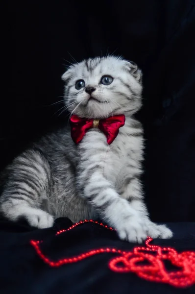 Kitten Cat Scottish Straight Loose Fluffy Animal Munchkin — Stock Photo, Image