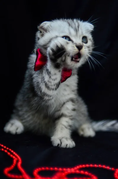 Kitten Cat Scottish Straight Loose Fluffy Animal Munchkin — Stock Photo, Image