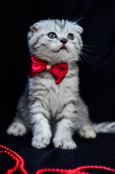 Kitten Cat Scottish Straight Loose Fluffy Animal Munchkin — Stock Photo, Image