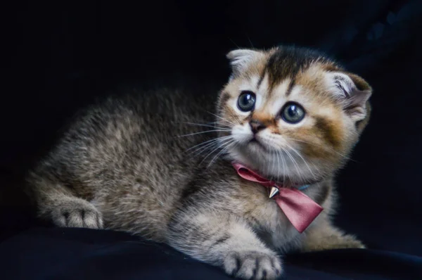 Kitten Cat Scottish Straight Loose Fluffy Animal Munchkin — Stock Photo, Image