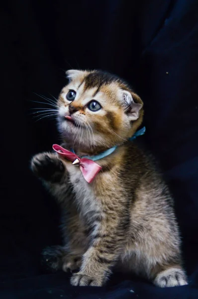 Kotě Kočka Skotský Rovný Volné Nadýchané Zvířecí Munchkin — Stock fotografie