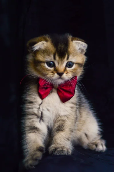 Kitten Cat Scottish Straight Loose Fluffy Animal Munchkin — Stock Photo, Image