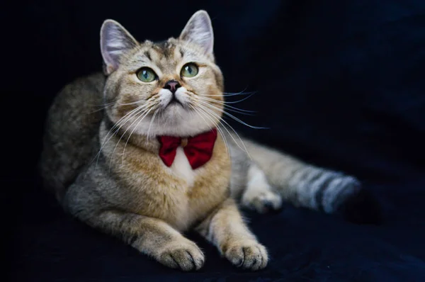Kitten Cat Scottish Straight Loose Fluffy Animal Munchkin — Stock Photo, Image
