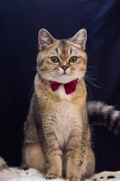 yavru kedi kedi İskoç düz, gevşek kabarık, hayvan cimcime